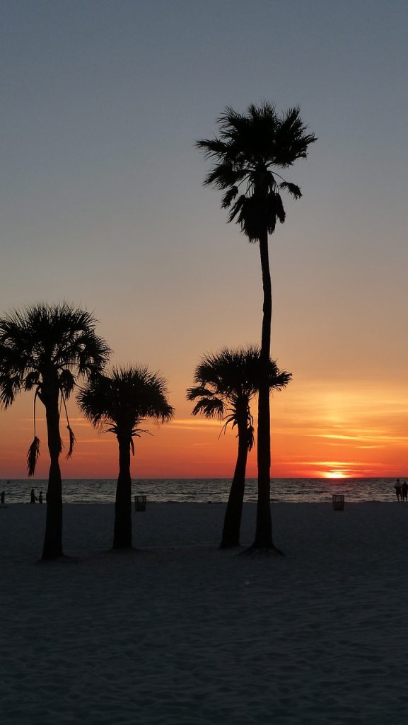 sunset, palm trees, coast-110880.jpg